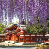 Hoa tử đằng trong văn hóa Nhật Bản